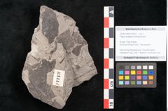 Foto (Detailansicht) von Fagus shagiana Ettingshausen (NHMW-GEO-2024-0188-10144b)